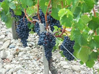 Weinreise Steiermark / Friaul im Juni 2008